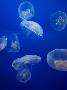 新江ノ島水族館に投稿された画像（2022/11/27）