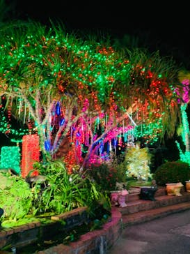 美らヤシパークオキナワ・東南植物楽園に投稿された画像（2022/11/27）