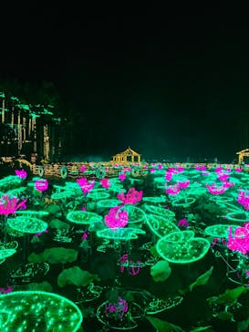 美らヤシパークオキナワ・東南植物楽園に投稿された画像（2022/11/27）