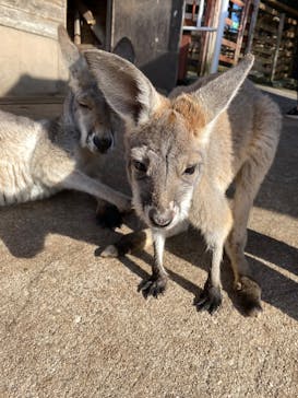 秋吉台自然動物公園 サファリランドに投稿された画像（2022/11/27）