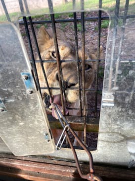 秋吉台自然動物公園 サファリランドに投稿された画像（2022/11/27）