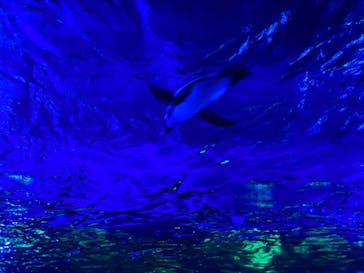 サンシャイン水族館に投稿された画像（2022/11/27）