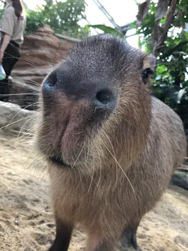 神戸どうぶつ王国に投稿された画像（2022/11/27）