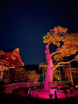 NAKEDヨルモウデ2022平安神宮に投稿された画像（2022/11/27）