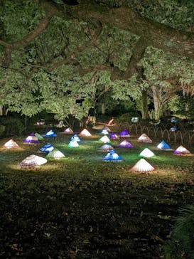 国営昭和記念公園 秋の夜散歩に投稿された画像（2022/11/27）