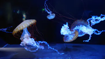 横浜・八景島シーパラダイスに投稿された画像（2022/11/27）