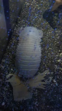 横浜・八景島シーパラダイスに投稿された画像（2022/11/27）