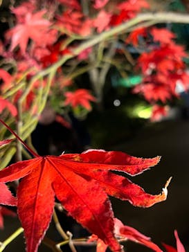 国営昭和記念公園 秋の夜散歩に投稿された画像（2022/11/27）