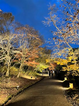 国営昭和記念公園 秋の夜散歩に投稿された画像（2022/11/27）