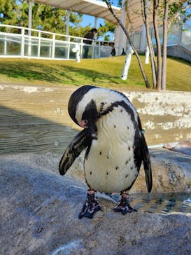 マリンワールド海の中道に投稿された画像（2022/11/27）