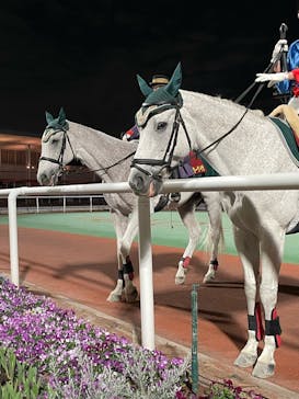 東京メガイルミに投稿された画像（2022/11/27）