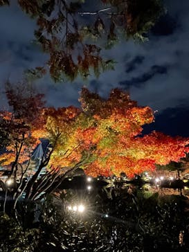 国営昭和記念公園 秋の夜散歩に投稿された画像（2022/11/27）