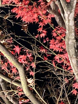 国営昭和記念公園 秋の夜散歩に投稿された画像（2022/11/27）