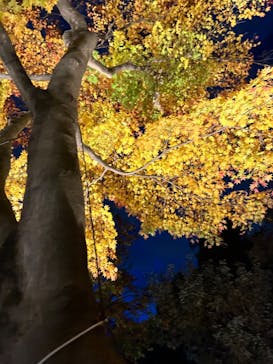 国営昭和記念公園 秋の夜散歩に投稿された画像（2022/11/27）