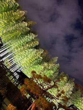 国営昭和記念公園 秋の夜散歩に投稿された画像（2022/11/27）