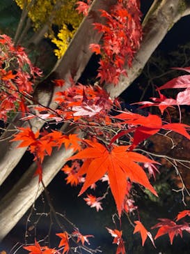 国営昭和記念公園 秋の夜散歩に投稿された画像（2022/11/27）