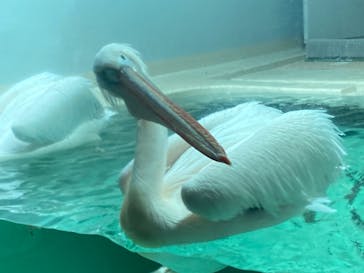 大分マリーンパレス水族館 「うみたまご」に投稿された画像（2022/11/27）