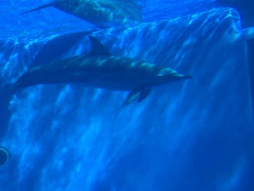 大分マリーンパレス水族館 「うみたまご」に投稿された画像（2022/11/27）