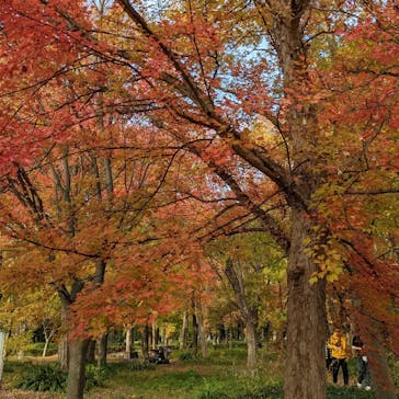 大阪城極上ラーメンフェスタに投稿された画像（2022/11/27）