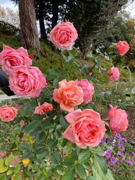 西武園ゆうえんちに投稿された画像（2022/11/27）