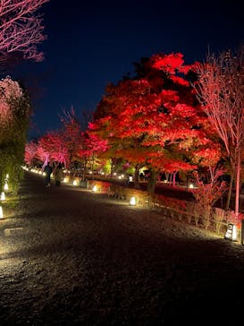 NAKEDヨルモウデ2022平安神宮に投稿された画像（2022/11/27）