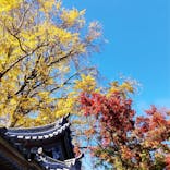 三溪園に投稿された画像（2022/11/28）