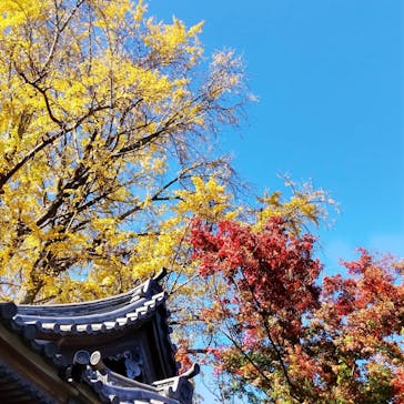 三溪園に投稿された画像（2022/11/28）