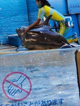 新江ノ島水族館に投稿された画像（2022/11/28）