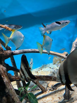 サンシャイン水族館に投稿された画像（2022/11/28）