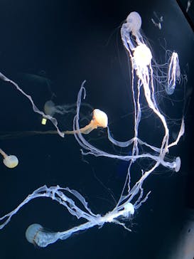 サンシャイン水族館に投稿された画像（2022/11/28）