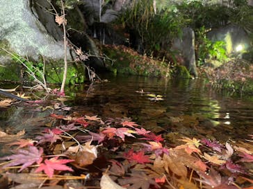 国営昭和記念公園 秋の夜散歩に投稿された画像（2022/11/28）