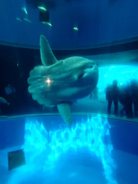 横浜・八景島シーパラダイスに投稿された画像（2022/11/28）