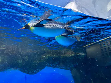 横浜・八景島シーパラダイスに投稿された画像（2022/11/28）