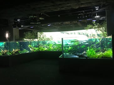 カワスイ 川崎⽔族館に投稿された画像（2022/11/28）