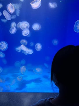 新江ノ島水族館に投稿された画像（2022/11/28）