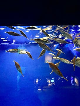 新江ノ島水族館に投稿された画像（2022/11/28）