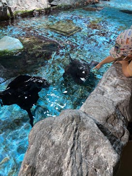 登別マリンパークニクスに投稿された画像（2022/11/28）