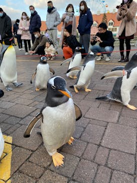 登別マリンパークニクスに投稿された画像（2022/11/28）
