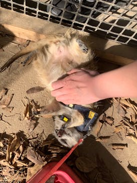 しろとり動物園に投稿された画像（2022/11/28）