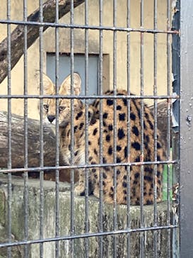 群馬サファリパークに投稿された画像（2022/11/28）