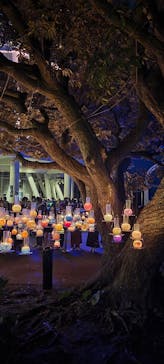 江の島シーキャンドルに投稿された画像（2022/11/28）