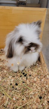 Moff アニマル カフェ イーアス 高尾店に投稿された画像（2022/11/28）