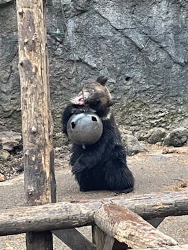 のぼりべつクマ牧場に投稿された画像（2022/11/28）