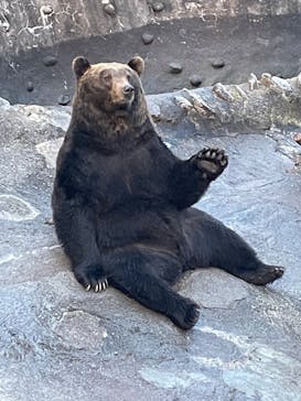 のぼりべつクマ牧場に投稿された画像（2022/11/28）