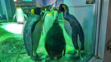 島根県立 しまね海洋館に投稿された画像（2022/11/28）