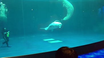 島根県立 しまね海洋館に投稿された画像（2022/11/28）