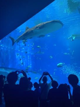 沖縄美ら海水族館に投稿された画像（2022/11/28）