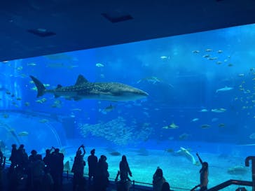 沖縄美ら海水族館に投稿された画像（2022/11/28）