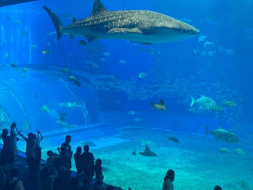 沖縄美ら海水族館に投稿された画像（2022/11/28）