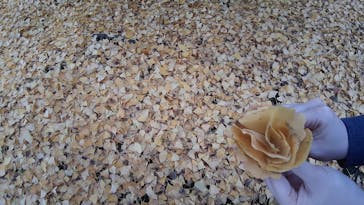 三溪園に投稿された画像（2022/11/28）